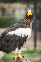 Steller's sea eagle (Haliaeetus pelagicus) inside its cage resting.