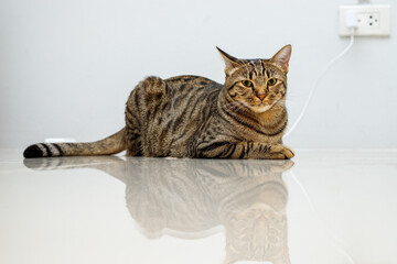 Tabby cat lying on a white background
