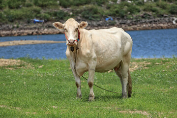 white female cow standing on the grass There is a canal in the back