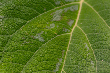 Macro of a rough green leaf with leaf structures and detailed veins is the perfect chlorophyll study object for biology and bio-chemical analysis for pupils, students and teachers at school