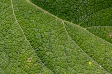 Macro of a rough green leaf with leaf structures and detailed veins is the perfect chlorophyll study object for biology and bio-chemical analysis for pupils, students and teachers at school