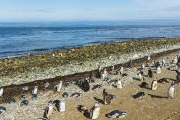 Selbstklebende Fototapeten Magellanic penguins leaving the sea on Magdalena island in Chile © Fyle