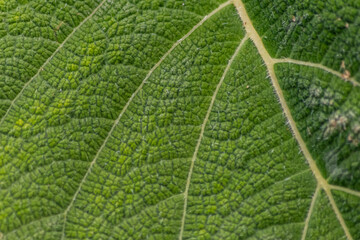 Macro of a rough green leaf with leaf structures and detailed veins is the perfect chlorophyll study object for biology and bio-chemical analysis for pupils, students and teachers at school