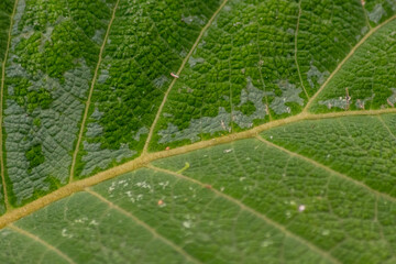 Macro of a rough green leaf with leaf structures and detailed veins is the perfect chlorophyll study object for biology and bio-chemical analysis for pupils, students and teachers at school