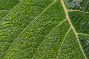 Macro of a rough green leaf with leaf structures and detailed veins is the perfect chlorophyll study object for biology and bio-chemical analysis for pupils, students and teachers at school