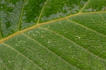 Macro of a rough green leaf with leaf structures and detailed veins is the perfect chlorophyll study object for biology and bio-chemical analysis for pupils, students and teachers at school