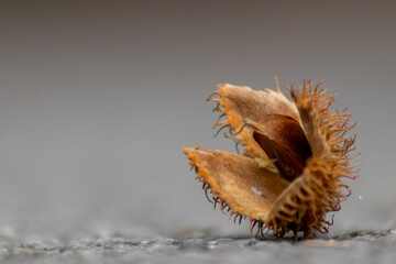 Beech nut macro in fall and autumn as seasonal forest fruit with spiky nutshell and delicious nut seeds as harvest for animal feed in forests and woods tasty snack on outdoor hiking adventures