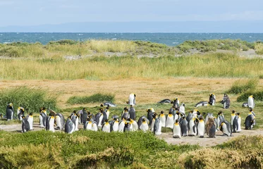 Selbstklebende Fototapeten Colony of king penguins at Tierra el Fuego in Chile © Fyle