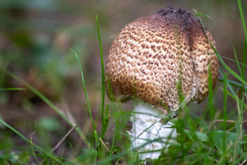 Big belly mushroom in a forest found on mushrooming tour in autumn with brown foliage in backlight on the ground in mushroom season as delicious but possibly poisonous and dangerous forest fruit