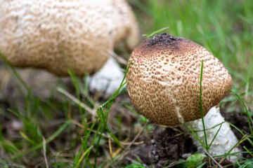 Big belly mushroom in a forest found on mushrooming tour in autumn with brown foliage in backlight on the ground in mushroom season as delicious but possibly poisonous and dangerous forest fruit