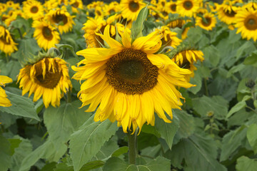 Obraz premium Sunflower field at autumn