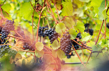 Blue grapes hanging on the vine between leaves and branches at the Johannisberg Rheingau.	