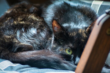 Portrait einer Schildpatt Katze, liegend auf einem Gartenstuhl aus Holz mit Polster