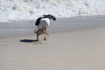 Seagull catching crab on the beach © Juanita