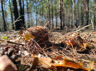 cep mushroom and small boletus edulis grows