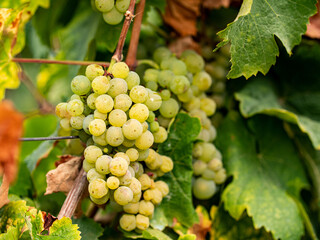 Fototapeta premium Reife Riesling-Traube hängt an der Rebe zwischen Zweigen in Eltville Rheingau.