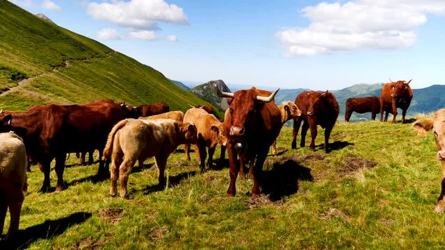 cow herd in green meadow
