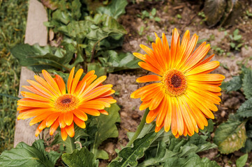 African Daisy (Gerbera hybrida) in park