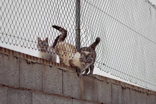 A Clowder Of Three Wild Grey Cats With Beautiful Eyes Behind The Fence On A Cloudy Day