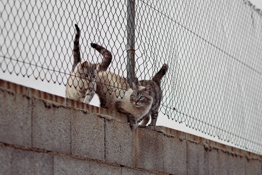 A Clowder Of Three Wild Grey Cats With Beautiful Eyes Behind The Fence On A Cloudy Day