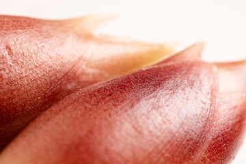 みょうがのクローズアップ