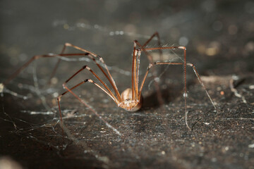 Daddy Long Legs, Hughes, ACT, September 2021
