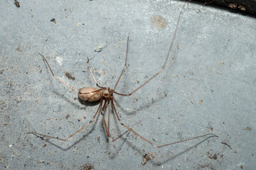 Daddy Long Legs, Hughes, ACT, September 2021