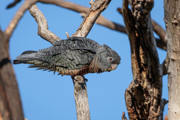 Gang-gang Cockatoo female, Red Hill Nature Reserve, ACT, September 2021