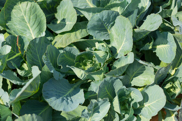 Naklejka premium Green Cabbage grow in the garden. Agriculture. Healthy food concept. The cultivation of plant. Organic farming. Top view