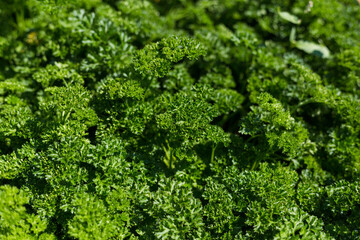 Curly Parsley grows in the garden. Spicy herb Petroselinum crispum for nutrition, use in alternative medicine and cosmetology, green background