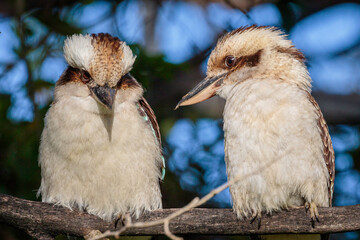Laughing Kookaburra juveniles, Hughes, ACT, September 2021