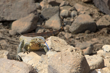 Forked tongue water monitor