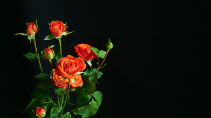 Close-up of a rose bush flower on an black isolated background. Gift for a woman, mother, grandmother, wife on March 8, Women's Day, Mother's Day, birthday, Valentine's Day