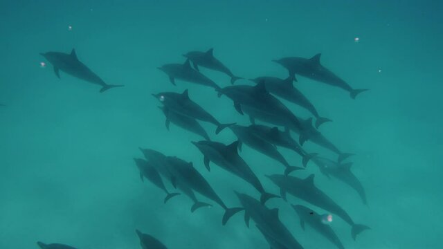 Cute dolphins flock deep into the sea. Smart and beautiful cetaceans swim in their underwater home. Clear water of Red Sea in Egypt. Group of cute free bottlenose dolphins swim on a shallow reef.