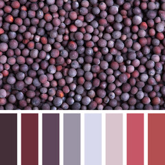 A background of black mustard seed in a colour palette with complimentary swatches