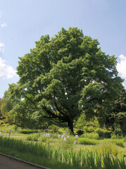 huge oak - quercus robur  tree in park scenic