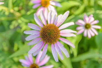 Top view of daisy purple on a bright summer day