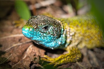 European green lizard in Latin Lacerta viridis