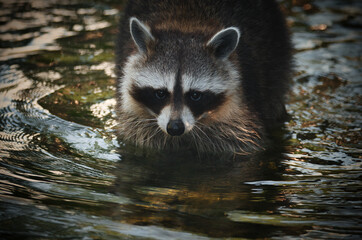 Portrait eines Waschbären im Wasser mit Blickrichtung Kamera