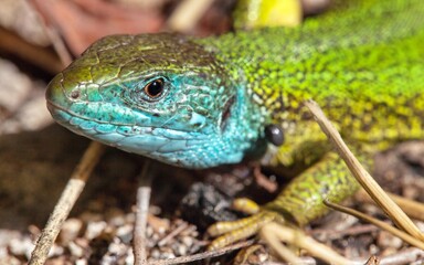European green lizard in Latin Lacerta viridis