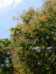 tree Cotinus coggygria in park at spring