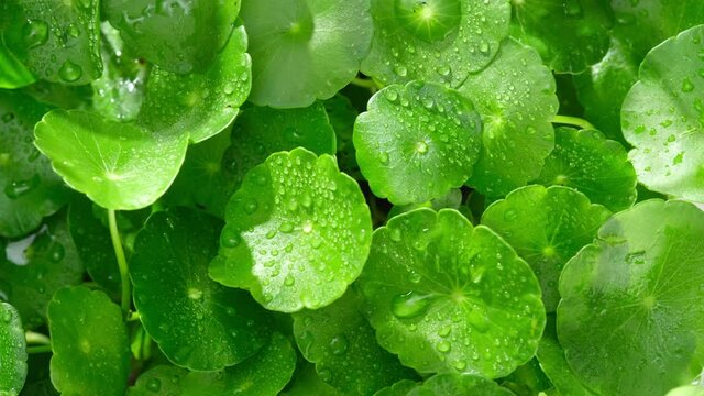 Raindrops on gotu kola leaves. Natural background Centella asiatica (gotu kola) with succulent fresh leaves, with shoot focus