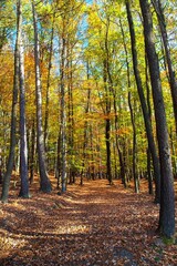 Autumn forest, deciduous beech trees woodland, Chriby