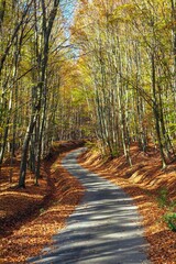 Autumn forest road in deciduous beech woodland