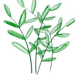 watercolor herbs and leaves bushes