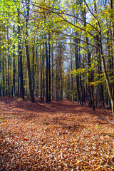 Obraz premium Autumn forest, deciduous beech trees woodland, Chriby