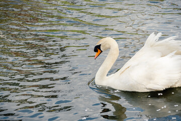 Obraz premium 白鳥