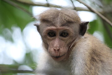 close up of a monkey