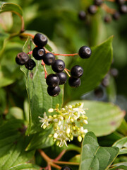 black fruits and green leaves of Cornus sanguinea bush at autumn