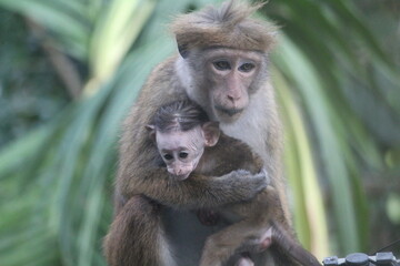 mother and baby monkey